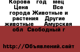 Корова 1 год 4 мец › Цена ­ 27 000 - Все города Животные и растения » Другие животные   . Амурская обл.,Свободный г.